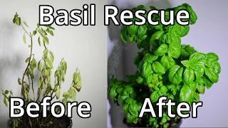 How To Save A Basil Plant With Time Lapse