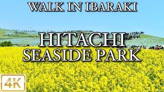 【 国営ひたち海浜公園 HITACHI SEASIDE PARK 】 Walk in Ibaraki 茨城4K