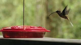 Humming Bird Video