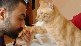 This Is Exactly What Happen When Your Best Friend Is CATS -  Cat and Human Are Best Friend
