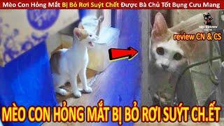 Mèo Con Hỏng Mắt Bị Bỏ Rơi Suýt Ch.ết Được Bà Chủ Tốt Bụng Cưu Mang  Review Con Người Và Cuộc Sống