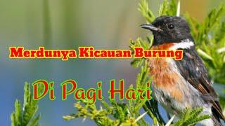 Merdunya Kicauan Suara Burung Di Pagi hari  The sweet sound of birds chirping in the morning