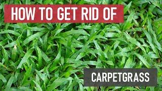How to Get Rid of Carpetgrass Weed Management