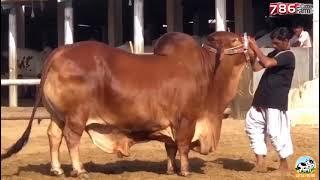 Heaviest Bull from 786 cattle farm - 2021