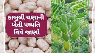 કાબુલી ચણાની વૈજ્ઞાનિક ખેતી  Kabuli chana