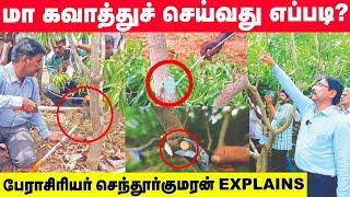Best way to prune a mango tree  மா கவாத்தில் செய்யக் கூடாத தவறுகள்  Senthurkumaran Explains