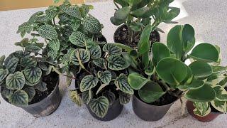 اشتريت نباتات جديده ️لبلاب فتونيا كراسولا ببروميا  العنايه بالنباتات