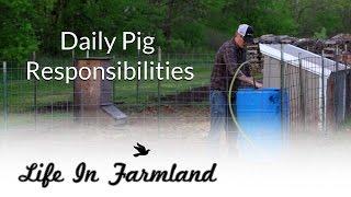 Day to day activities of raising backyard pigs