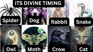 FINALLY ITS DIVINE TIMING FOR YOU TO HEAR THIS ️ CHOOSE AN ANIMAL  