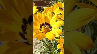 Growing Gazania flowers from seed