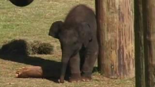 New Baby Elephant at Oklahoma City Zoo