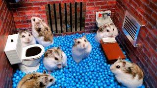 Hamster Escapes from the Prison Maze for Pets in real life  in Hamster stories Part 4