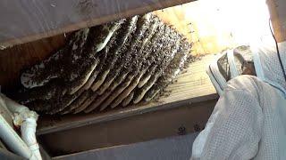 Do bee hives left undisturbed grow quicker than those opened frequently?