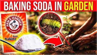 Add 1 Spoonful Of Baking Soda In Your Garden & SEE What Happens Instantly