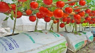 Grow tomatoes for your family with this method you wont have to buy tomatoes anymore