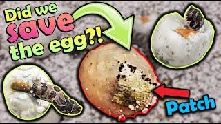 Hognose Snakes Hatching- Did our Patched egg hatch??