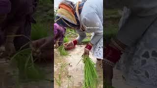 village life️️ himachal #villagelife #himachalvillagelife #couple