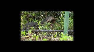 Monitor lizard carrying mongoose prey