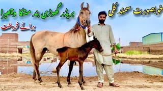 Most Beautiful Breeder Ghodi For sale  Horse Mandi