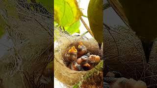 Top Down Feeding Day 4 EP 125