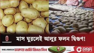 চাষীদের মুখে হাসি ফোটাচ্ছে এই জাতের আলু  Sunshine Potato  Independent TV