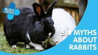 6 Myths About Rabbits  Blue Cross Pet Advice