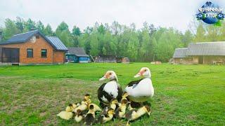 Фильм о простой жизни на хуторе в лесу. Подсаживаем под индоутку больших утят. Примет ли она их?