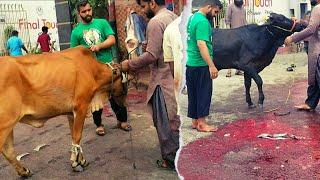 Ijtemai Qurbani  Qurbani 2023  Qurbani Video  Shah Meat Presents Ijtemai Qurbani 2023  Vlog