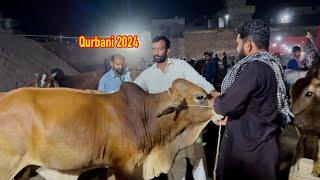 Qurbani Ka Janwar Lenee Gaye 