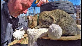 Rescued African WildCat Purrs & Kneads Stuffed Toy Teddy Bear  Cuddles Up For Cat Nap REPOST