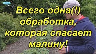 Чем и как обработать малину от вредителей и болезнейодна обработка.