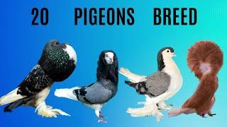 20 Fancy Pigeons Breed  Most Beautiful Birds In World  Fancy Kabutar