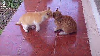 Cat Fight Compilation #2022