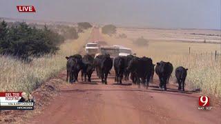 WATCH Val And Amy Castor Help Ranchers By Herding Cattle