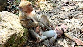 O.M.G Whats Adult Doing Very Little Baby Monkey Like this So Heavy Playing