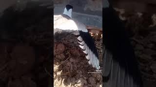 سبحان الله غريزة الامومة في مخلوقاته