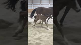 BABY horse FIRST RUN