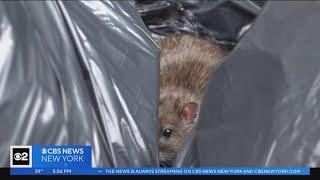 Inside one of NYCs new rat mitigation zones