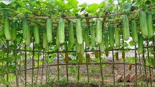 Growing cucumbers this way I didnt need to buy cucumbers at the market