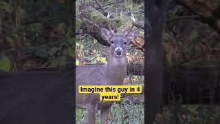 Young 8 Point Buck