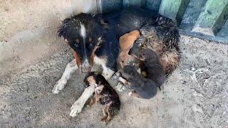 Full of maggots and flies the mom dog endured pain every day but struggles to take care of her cubs