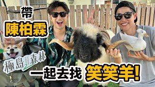 寵物明星笑笑羊準備30萬就可以帶回家?帥氣柏霖 柴犬Afuri 柯爾鴨阿飛 歡樂一日飼員