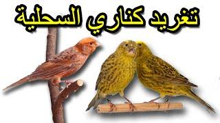 │ Twitter canary lizard │تغريد كناري السحلية │