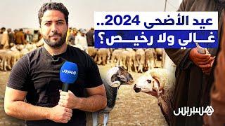 عيد الأضحى 2024.. اكتشفوا معنا سلالات الأكباش في المغرب والجواب على سؤال واش غالي ولا رخيص؟