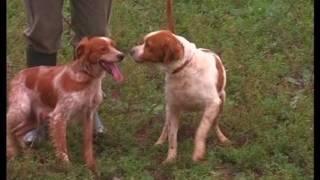 The Brittany Spaniel - Pet Dog Documentary English