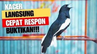 SUARA BURUNG Kacer Gacor Isian Mewah Roll Speed Rapat Buat PANCINGAN Kacer Lain Auto Respon