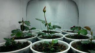 Time-lapse Growing Roses from Seed