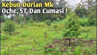 Tanam Durian Di Daerah Panas dan Tanah Berbatu Begini Perkembangannya Setelah 2 Tahun 