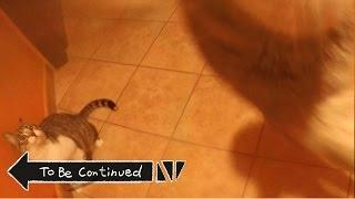 Funny Cats To Be Continued... ORIGINAL