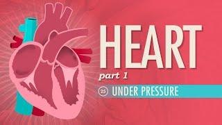 The Heart Part 1 - Under Pressure Crash Course Anatomy & Physiology #25